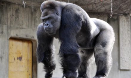 George Clooney lo comparan con un gorila de Japon